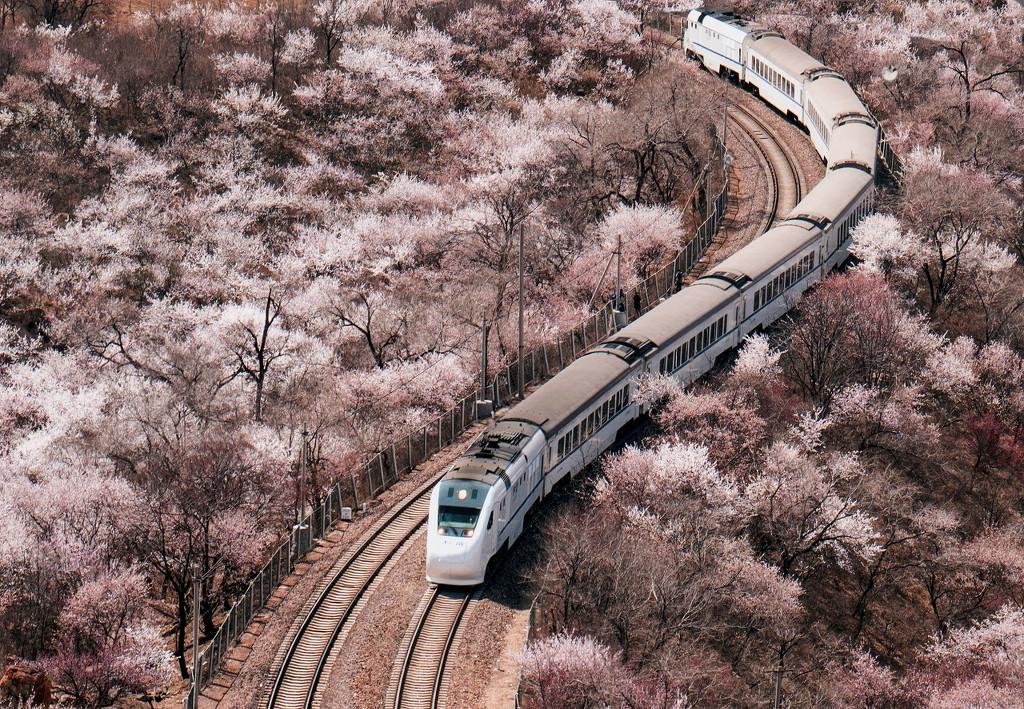 居庸関の花の海を走り抜ける高速鉄道「和諧號(hào)」（寫真著作権は東方ICが所有のため転載禁止）。