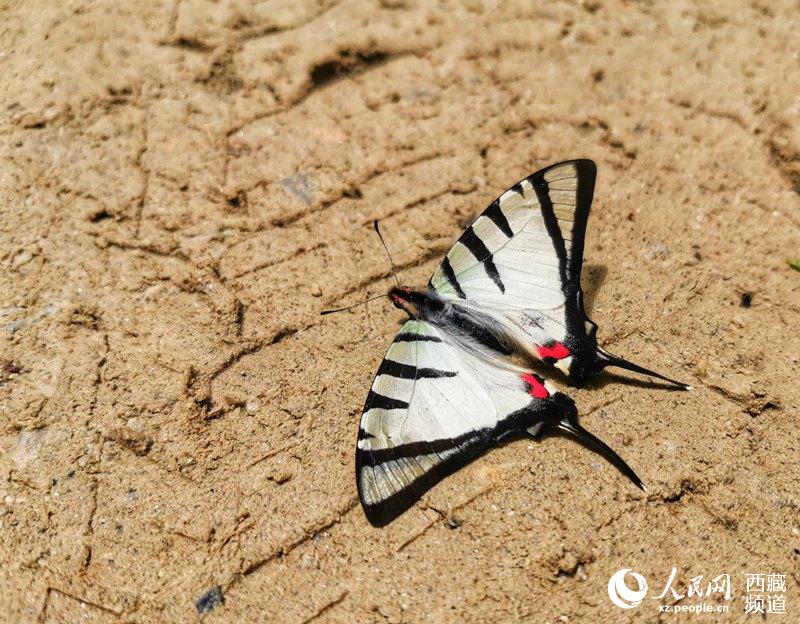 napi extensa Poujade 撮影?李海霞