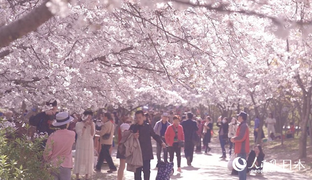 3萬本のサクラが花咲く無錫太湖黿頭渚景勝地（撮影?袁蒙）。  2、1988年2月、長谷川清巳さん（寫真右）率いる第一陣のサクラ友誼林建設(shè)友好訪中団が無錫を訪問した時の様子（寫真提供?新発田喜代子さん）。  3、1988年2月、無錫でサクラの苗木を植える第一陣のサクラ友誼林建設(shè)友好訪中団（寫真提供?新発田喜代子さん）。  4、中日サクラ友誼林記念碑（撮影?袁蒙）。  5、2017年、中日サクラ友誼林建設(shè)30周年植樹セレモニー（寫真提供?新発田喜代子さん）。  6、2021年3月25日、中日サクラ友誼林建設(shè)34周年記念イベントの開幕式に、ビデオ通話で挨拶を述べる新発田豊さん（撮影?袁蒙）。  7、無錫新呉區(qū)が友好都市の豊川市に贈呈したマスク5萬枚（寫真提供?無錫市ハイテクパーク宣伝部）。  8、2021年3月25日、2021無錫國際花見ウィーク?中日サクラ友誼林建設(shè)34周年記念イベントの開幕式で挨拶する林松添會長（撮影?袁蒙）。