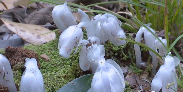 江西省貴溪市の森林で希少植物?ギンリョウソウモドキを発見