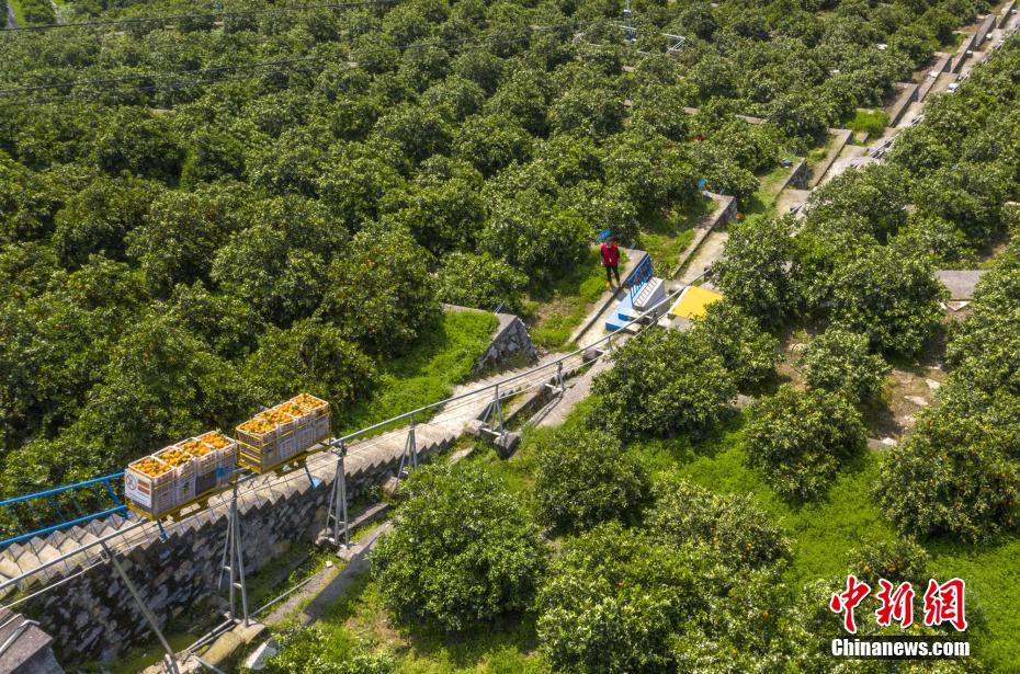 オレンジの収穫期迎え、モノラックが行き交う果樹園　湖北省