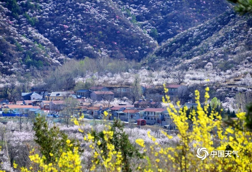 アンズの花咲き誇り、「桃源郷」のような景色広がる百花山　北京