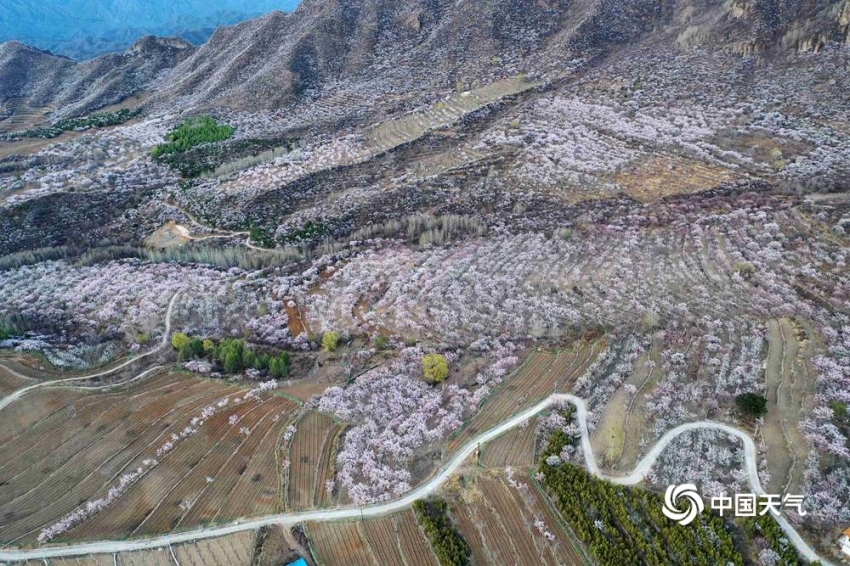 アンズの花咲き誇り、「桃源郷」のような景色広がる百花山　北京