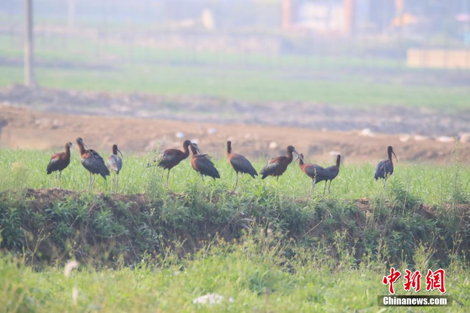 國家一級保護(hù)動物「ブロンズトキ」を訪ねて　雲(yún)南省孟連