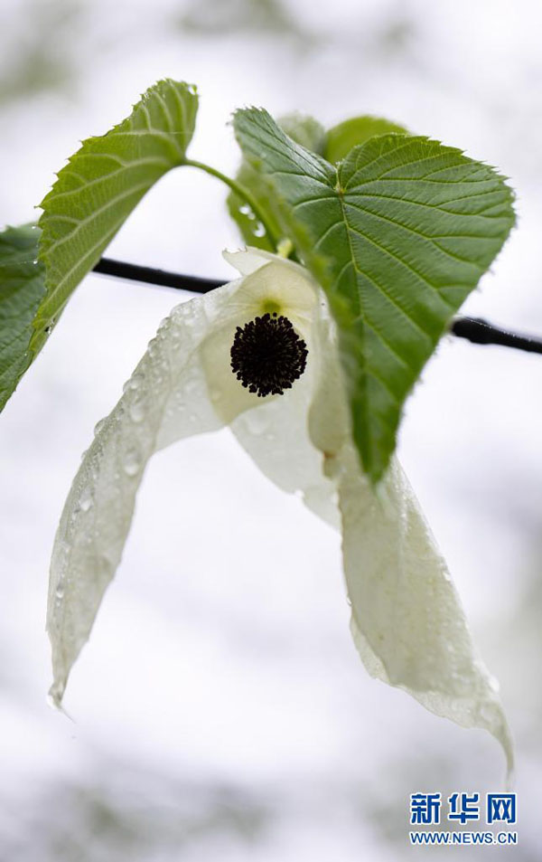 「植物界のパンダ」と言われるハンカチノキが開花　四川省