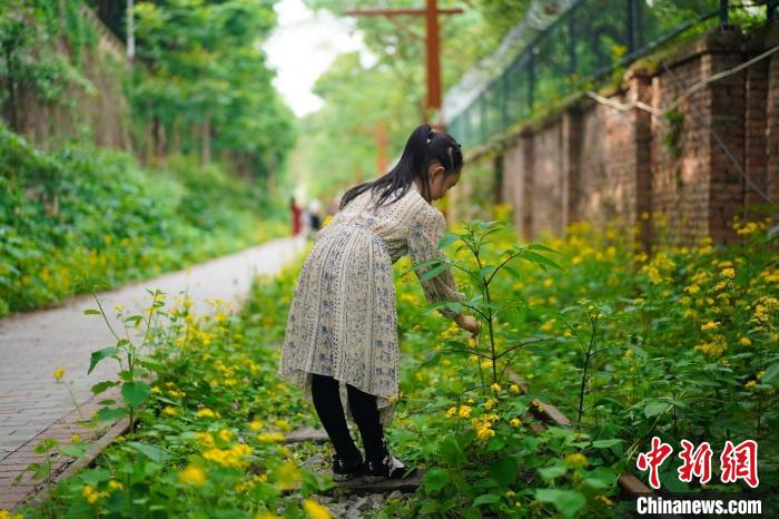 廃線路が「花の遊歩道」に大変身　重慶