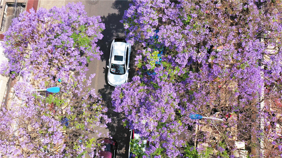 ジャカランダ?ミモシフォリアの花が満開(kāi)に　初夏の香り漂う昆明市