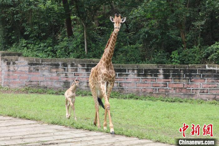 動(dòng)物親子が仲良く迎えた「母の日」　重慶