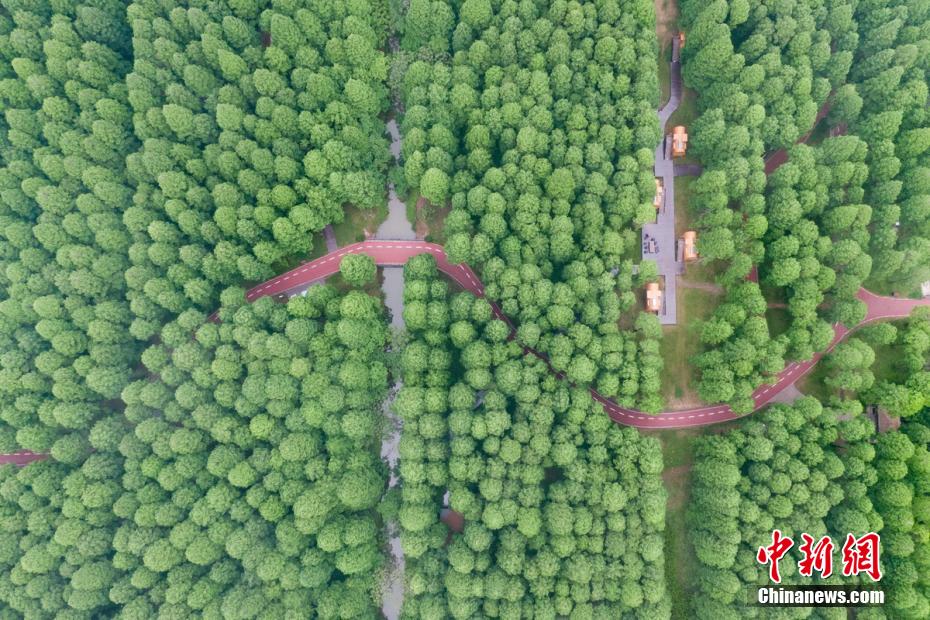 江蘇省東臺黃海森林公園を上空から撮影