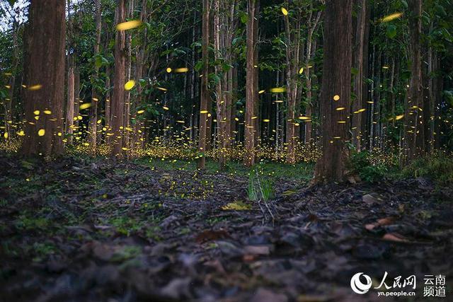 ロマンチックなホタルの舞い楽しめる雲南省シーサンパンナ