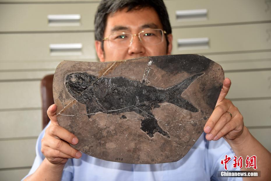 中國科學(xué)院が2億4400萬年前の大型古魚類の化石を発見