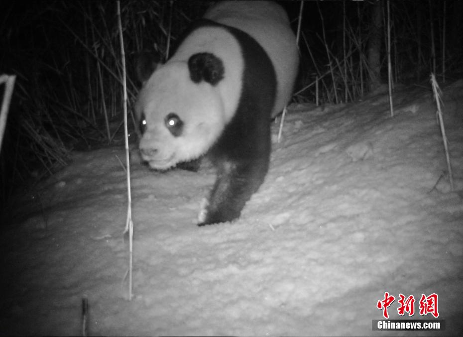 九頂山省級自然保護(hù)區(qū)綿竹管理ステーションの赤外線カメラが捉えた野生のパンダの活動記録（畫像提供?綿竹市委員會宣伝部）。