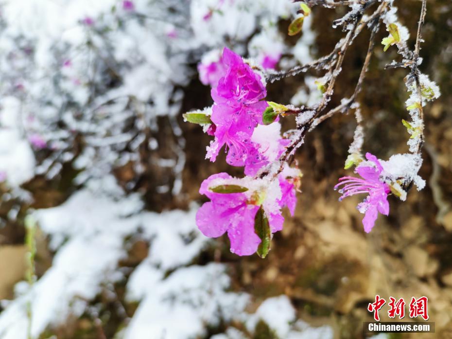 內(nèi)モンゴル大興安嶺に降雪　雪の中、ツツジを愛でる観光客