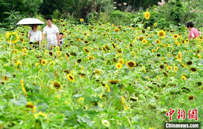 「革命の聖地」に広がるヒマワリ畑　福建省上杭