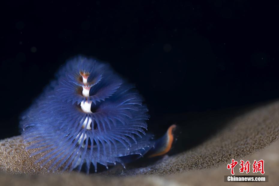 世界海洋デーに三亜の不思議な海洋生物を見る　海南省