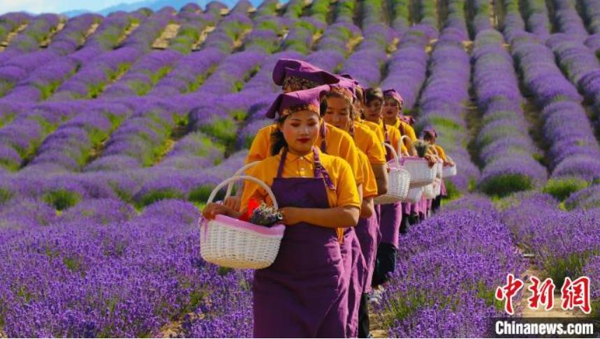 花を摘み始める花摘みの女性たち。摘み取られた花から、2021年最初のラベンダーアロマオイルが作られる。