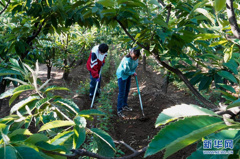 薬草やマイタケなど栗の木の下で進(jìn)む増収への道