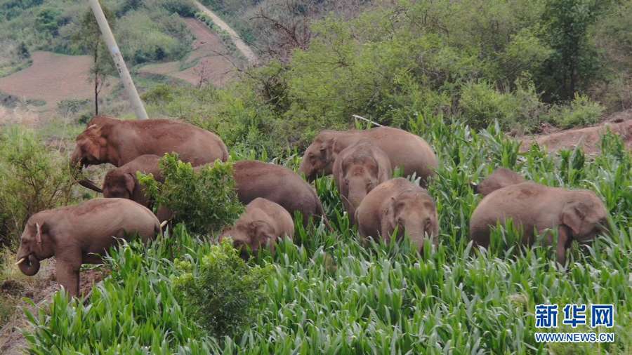 子ゾウが水に落ちてヒヤリ??？　北上するゾウの群れ、小範(fàn)囲での活動(dòng)続く