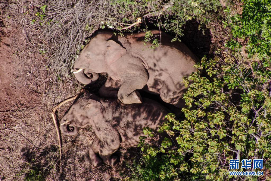 子ゾウが水に落ちてヒヤリ??？　北上するゾウの群れ、小範(fàn)囲での活動続く