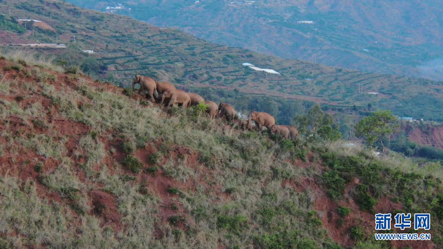 子ゾウが水に落ちてヒヤリ！？　北上するゾウの群れ、小範(fàn)囲での活動(dòng)続く