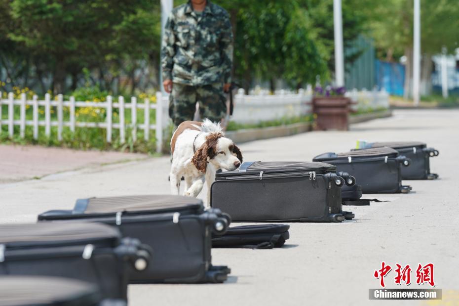 ハルビンの警察犬訓(xùn)練基地を訪ねて　黒竜江省