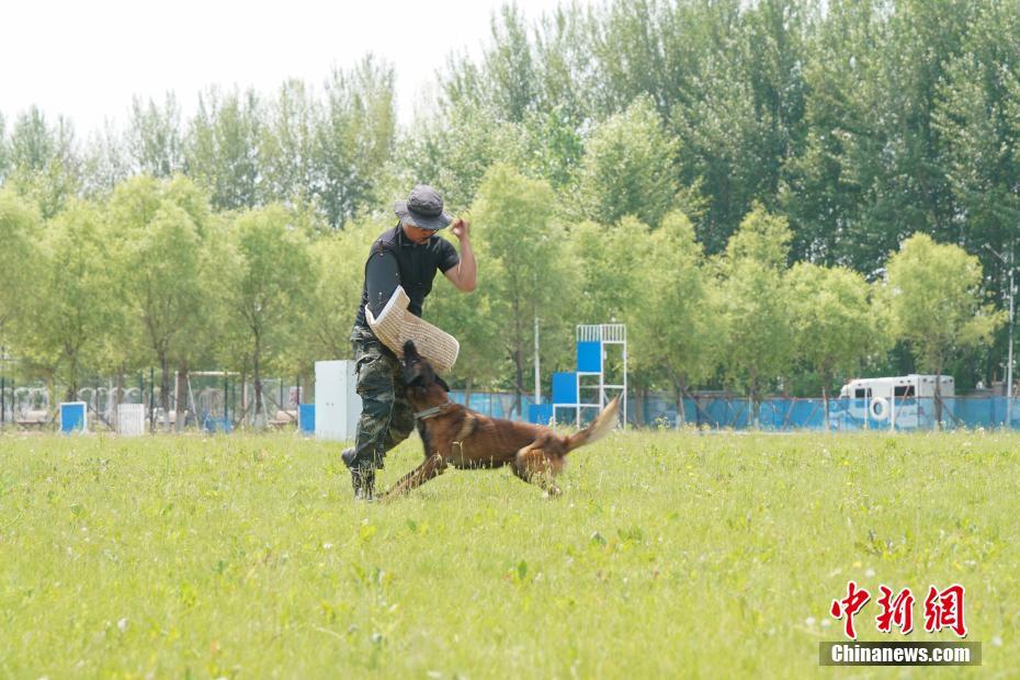 ハルビンの警察犬訓(xùn)練基地を訪ねて　黒竜江省