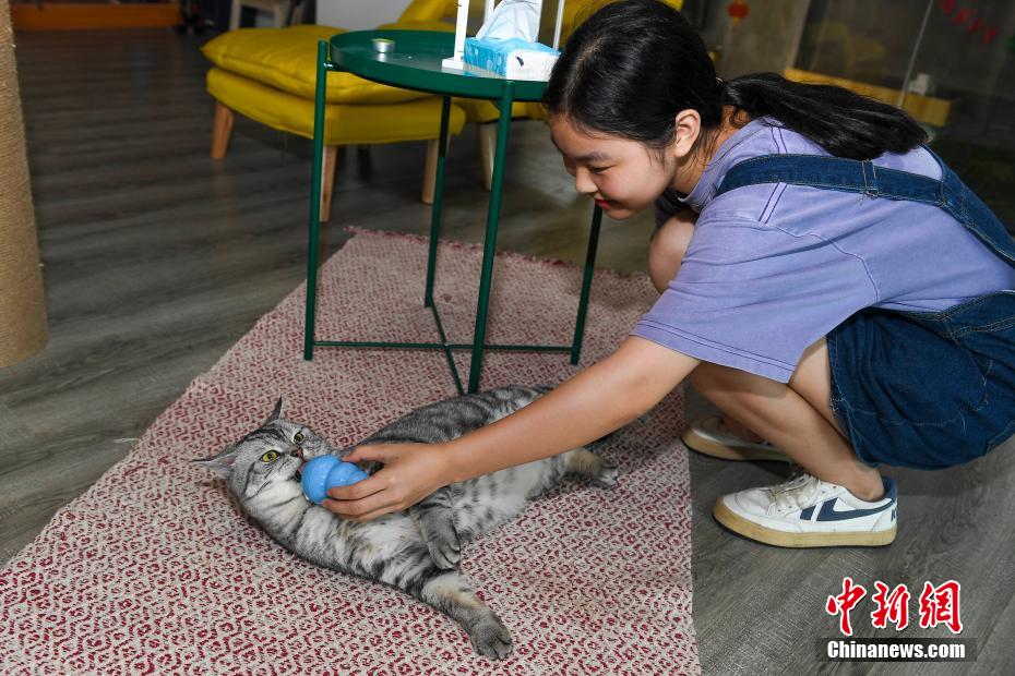 暑さ続く長(zhǎng)沙　ペットショップが納涼サービスを展開