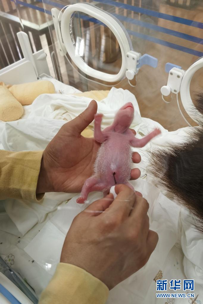 中國(guó)パンダ保護(hù)研究センターで2組の雙子の赤ちゃん誕生　四川省