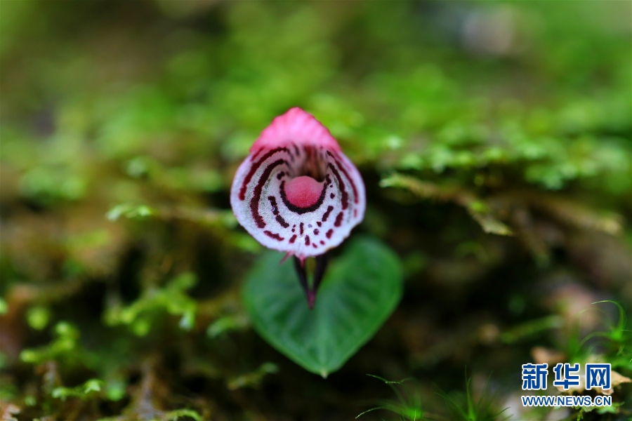 雲(yún)南竜陵で絶滅危懼種の大理鎧ランを初めて確認(rèn)