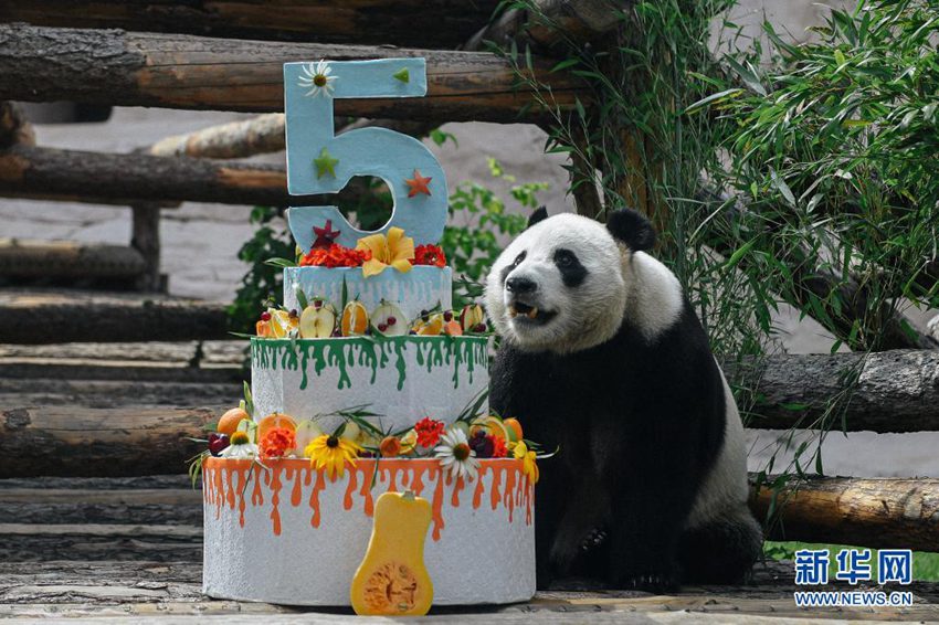 モスクワ動物園のパンダ「如意」が誕生日迎える