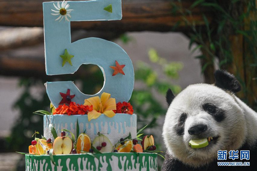 モスクワ動物園のパンダ「如意」が誕生日迎える