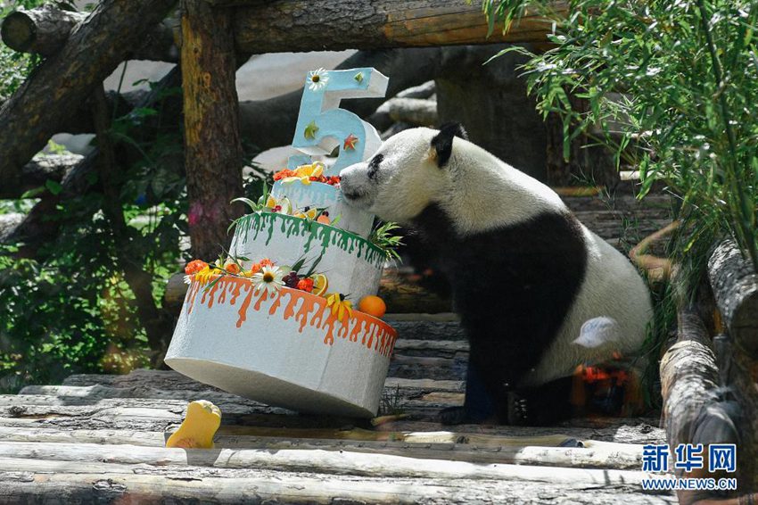 モスクワ動物園のパンダ「如意」が誕生日迎える