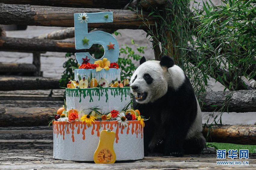 モスクワ動(dòng)物園のパンダ「如意」が誕生日迎える