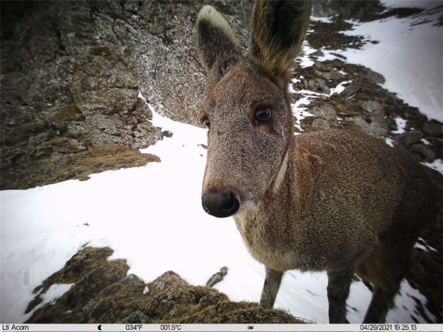 第2回チベット高原総合科學(xué)調(diào)査、7種の國家希少野生動物を確認