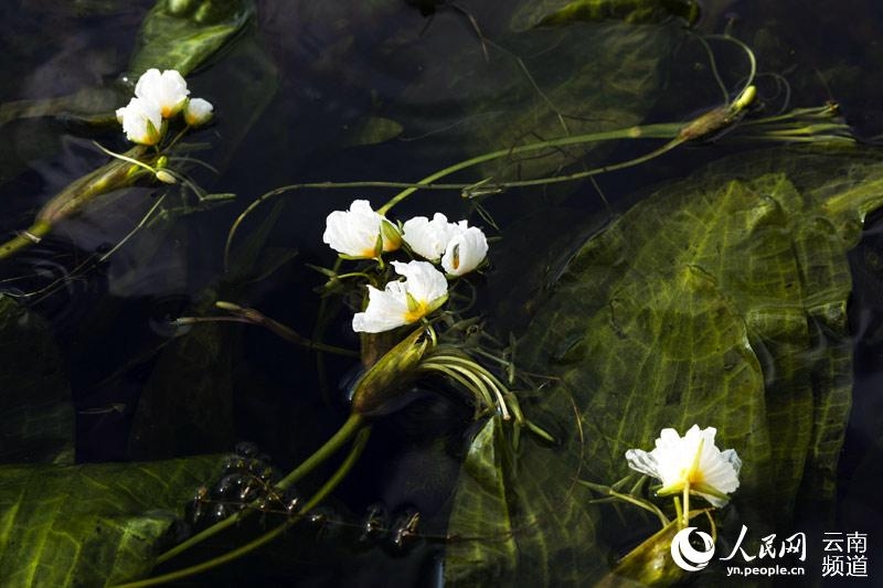 水質(zhì)のバロメーター「海菜花」が幻想的な花咲かせる 雲(yún)南