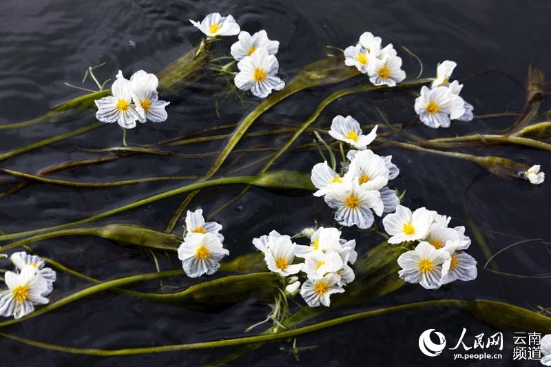 洱海の岸辺近くで美しい花を咲かせる海菜花（撮影?李暁軍）。