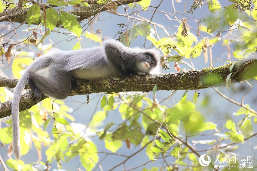 畫像は景東県メディアコンバージェンスセンターが提供