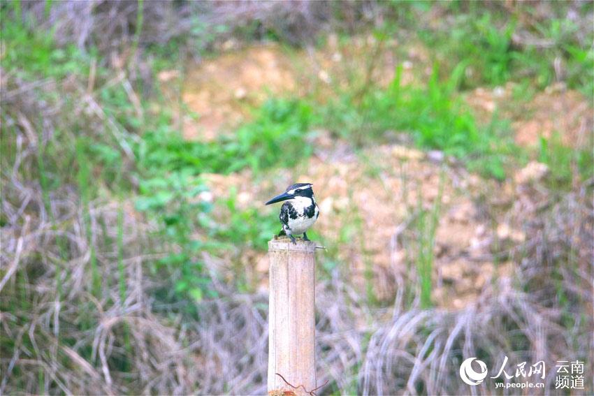 雲(yún)南省竜陵県で希少な鳥類?ヒメヤマセミ初確認(rèn)