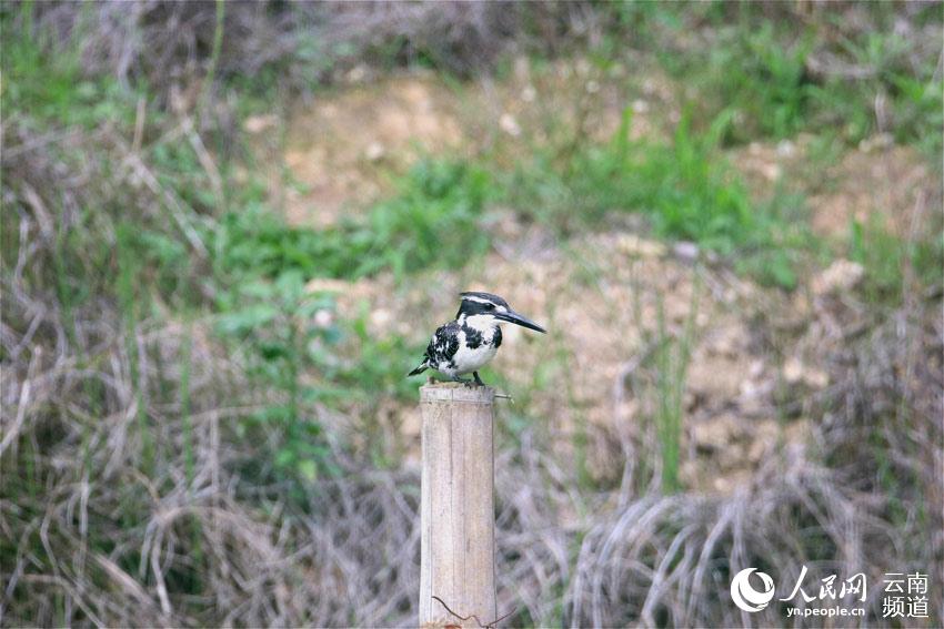 雲(yún)南省竜陵県で希少な鳥類?ヒメヤマセミ初確認(rèn)