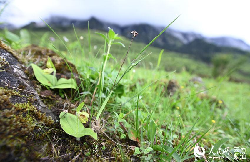 雲(yún)南省で25年ぶりにキプリペディウム?エレガンスを確認(rèn)