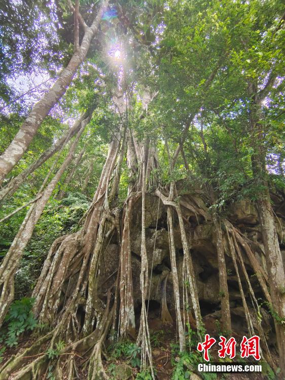 中國科學院シーサンパンナ植物園のユニークな景観　雲(yún)南省