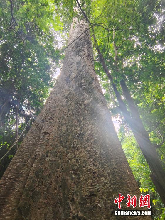 中國(guó)科學(xué)院シーサンパンナ植物園のユニークな景観　雲(yún)南省