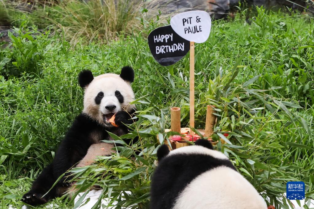 8月31日、ドイツベルリン動物園で、「夢園（ムンユエン）」と一緒に「バースデーケーキ」を食べるお母さんパンダの「夢夢（ムンムン）」（寫真左、撮影?単宇琦）。