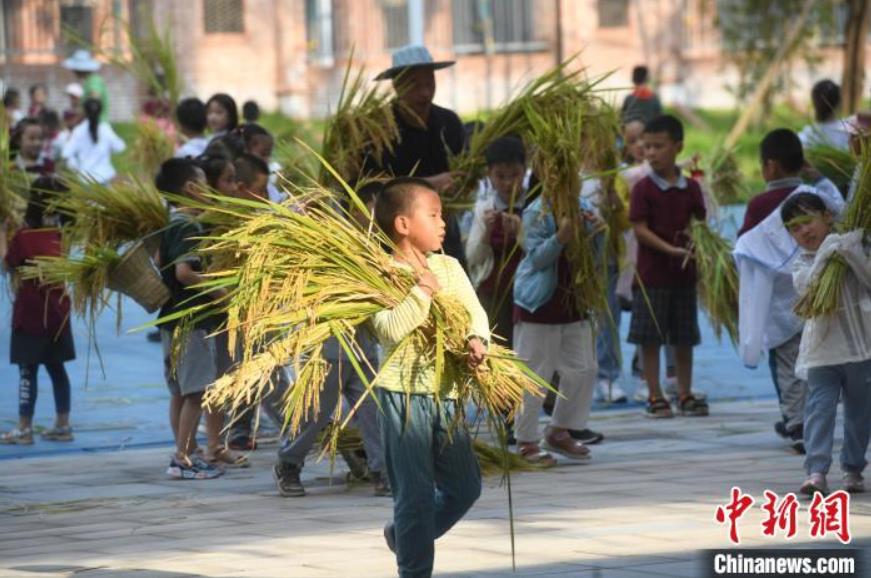 小學(xué)校で稲刈り體験！穀物育てる苦労學(xué)ぶ児童たち　重慶市