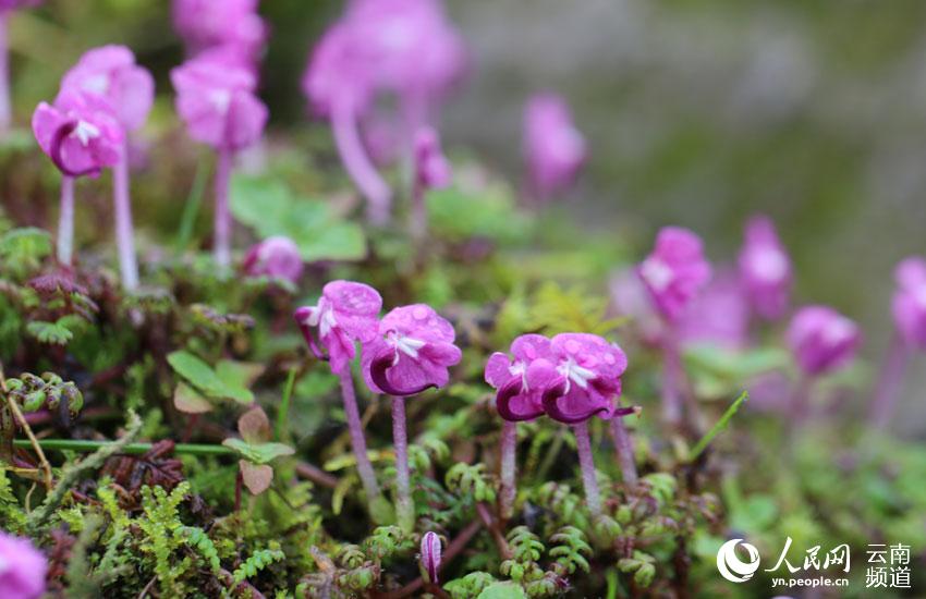 一時(shí)は絶滅したと考えられた植物「Pedicularis humilis」が雲(yún)南省の山で美しい花