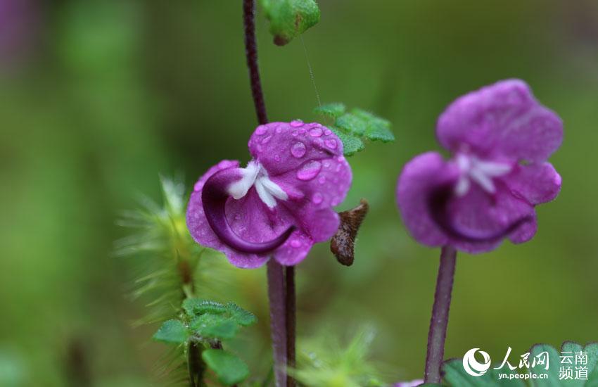 一時は絶滅したと考えられた植物「Pedicularis humilis」が雲(yún)南省の山で美しい花