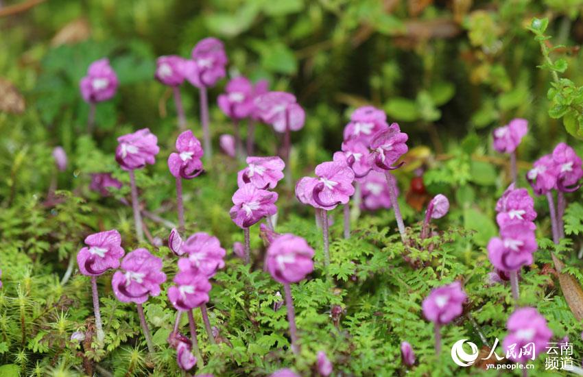 一時は絶滅したと考えられた植物「Pedicularis humilis」が雲(yún)南省の山で美しい花