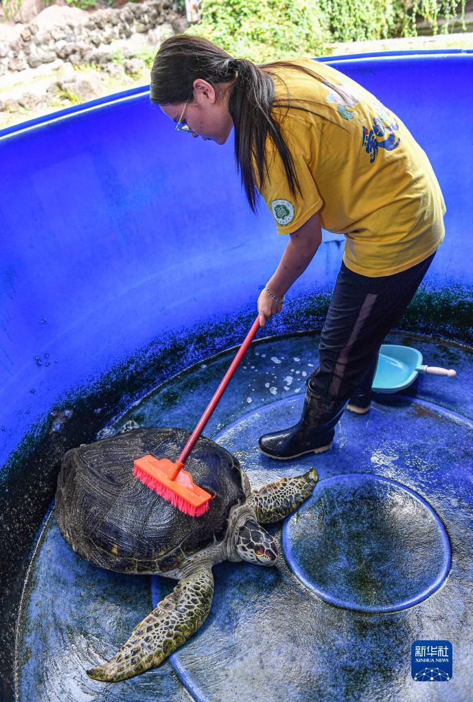 海南師範大學の「ウミガメ保護ステーション」