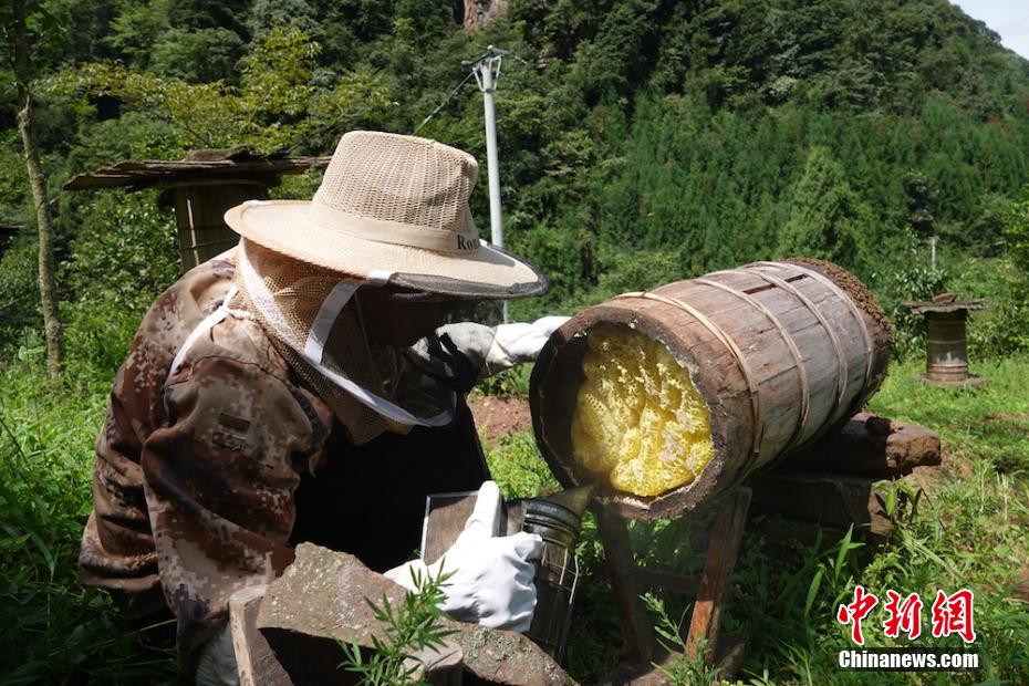 煙で燻し、巣箱の中のミツバチを外に追い出してハチミツを採取する熊楚湘さん（撮影?鐘旭娟）。