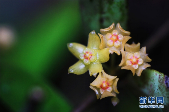 Hoya burmanica Rolfe（撮影?郁雲(yún)江 ）。